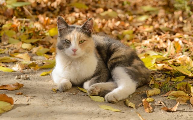 Cat Shelter Volunteer