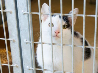 Cat Shelter Volunteer