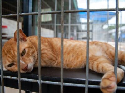 Cat Shelter Volunteer