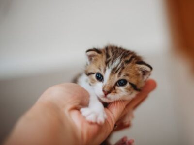 Cat Shelter Volunteer with CSAF