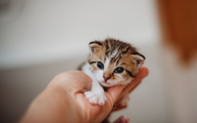 Cat Shelter Volunteer with CSAF