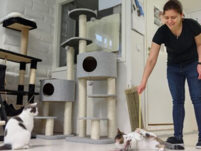 Cat Shelter Volunteer with CSAF