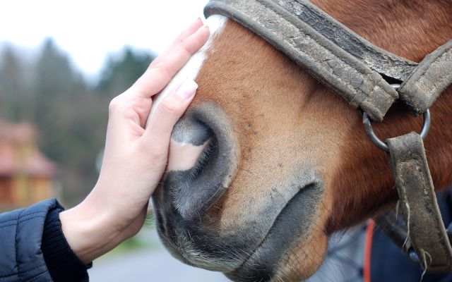 Horse Shelter Volunteer