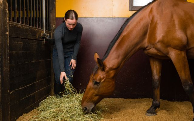 Horse Shelter Volunteer