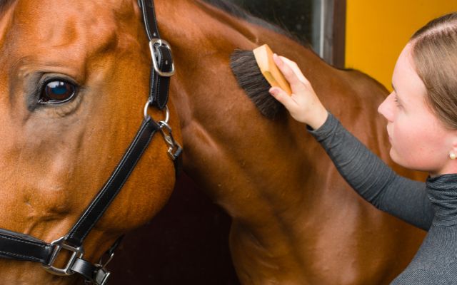 Horse Shelter Volunteer