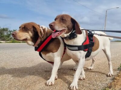 Dog Shelter Volunteer