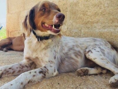 Dog Shelter Volunteer