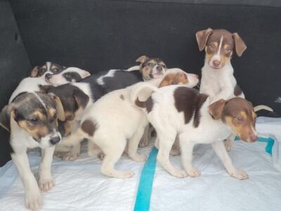 Animal Shelter Volunteer