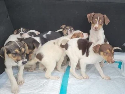 Animal Shelter Volunteer