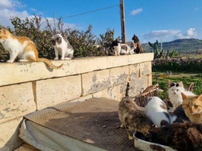 Animal Shelter Volunteer