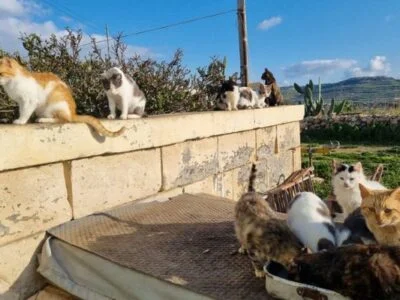 Animal Shelter Volunteer