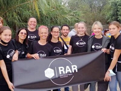 Animal Shelter Volunteer