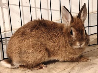 Animal Sanctuary Volunteer