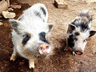 Animal Sanctuary Volunteer