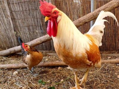 Animal Sanctuary Volunteer