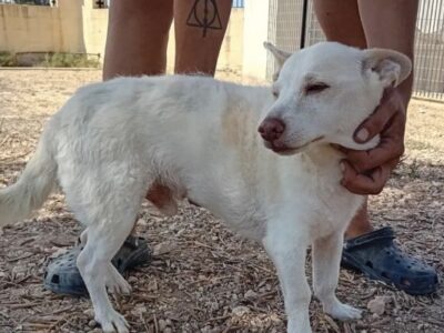 Dog Shelter Volunteer with AAA