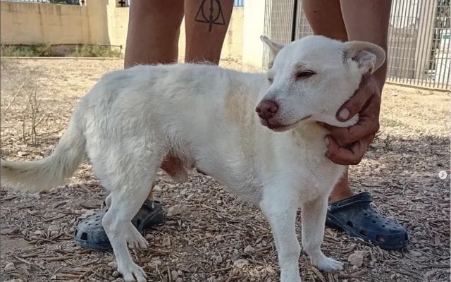 Dog Shelter Volunteer with AAA