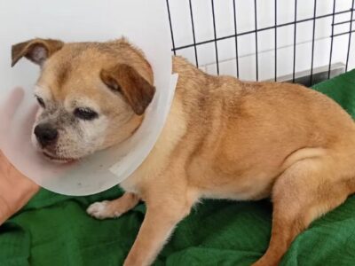 Dog Shelter Volunteer with AAA