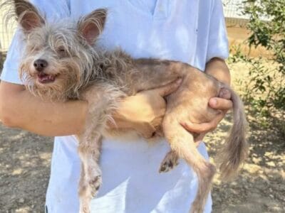 Dog Shelter Volunteer with AAA