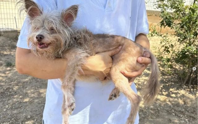 Dog Shelter Volunteer with AAA