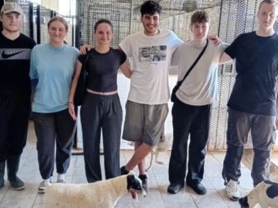 Dog Shelter Volunteer with AAA