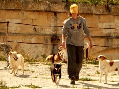 Shelter Volunteer with Island Sanctuary