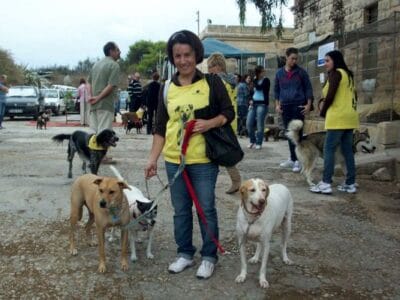 Shelter Volunteer with Island Sanctuary