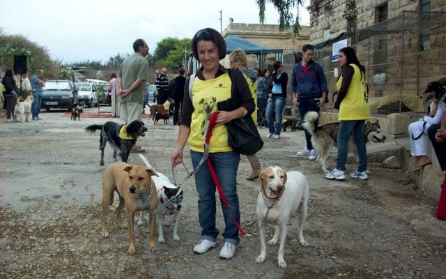 Shelter Volunteer with Island Sanctuary