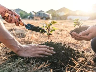 Forest Regeneration in Spain (2 months placement)