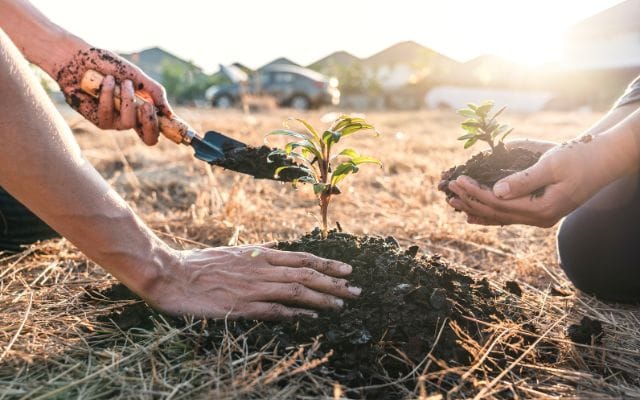 Forest Regeneration in Spain (2 months placement)