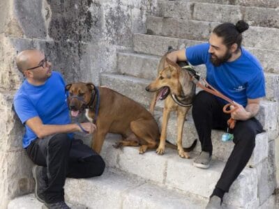Animal Care Volunteer with MSPCA