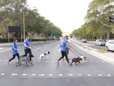 Animal Care Volunteer with MSPCA